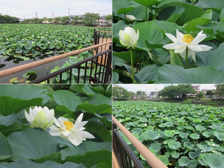 小鹿公園、蓮の花【静岡市】：水上デッキと蓮の花ズームアップ