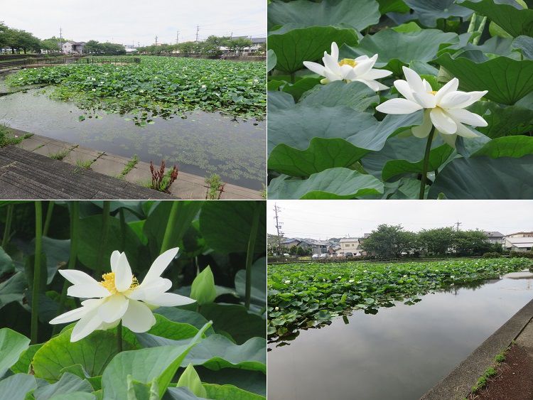 小鹿公園、蓮の花【静岡市】：池全体と蓮の花