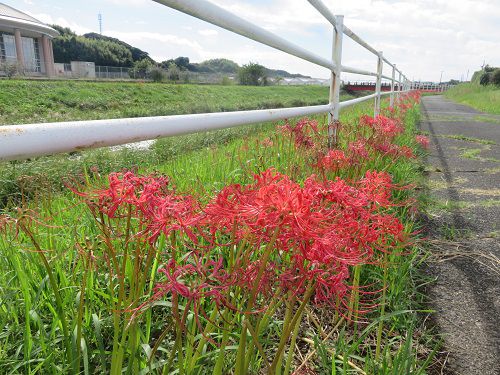 新野地区、御前崎市：彼岸花