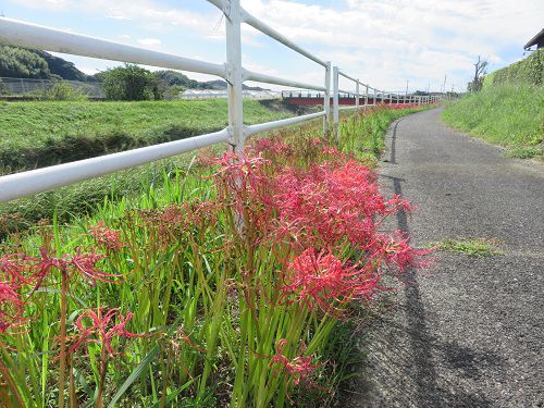 新野地区、御前崎市：彼岸花（新野川沿い）