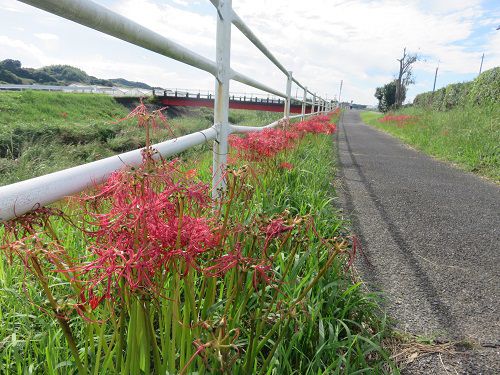 新野地区、御前崎市：彼岸花と散歩道