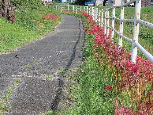 新野地区、御前崎市：彼岸花と晴天