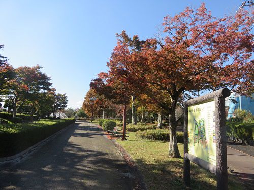 御殿場市中央公園、紅葉【御殿場市】：紅葉