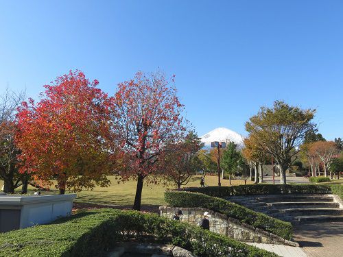 御殿場市中央公園、紅葉【御殿場市】：紅葉と富士山と青空