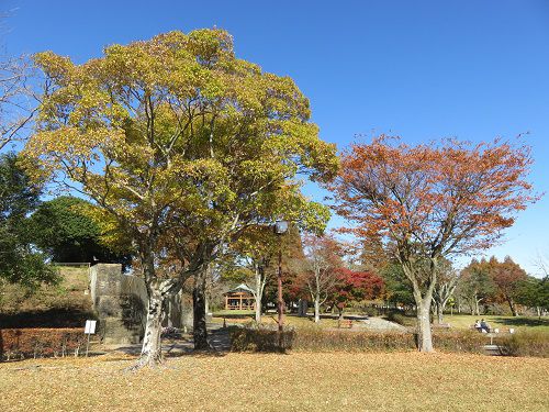 御殿場市中央公園、紅葉【御殿場市】：紅葉と青空