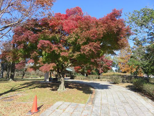 御殿場市中央公園、紅葉【御殿場市】：紅葉と遊歩道