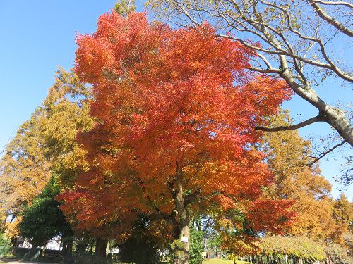 御殿場市中央公園、紅葉【御殿場市】：紅葉の見ごろ