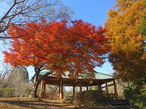 御殿場市中央公園、紅葉【御殿場市】：紅葉と晴天