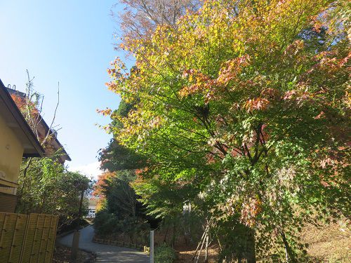 東口本宮 冨士浅間神社、紅葉【小山町】：見頃前の紅葉