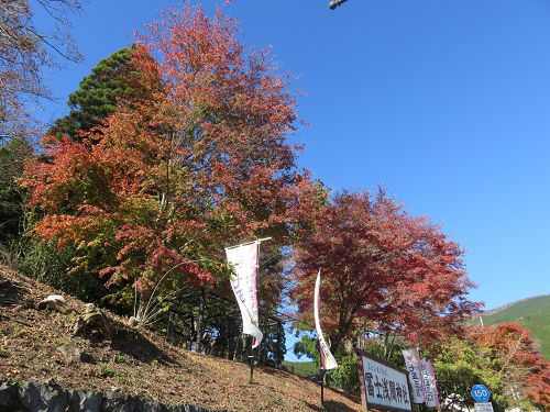 東口本宮 冨士浅間神社、紅葉【小山町】：境内南側