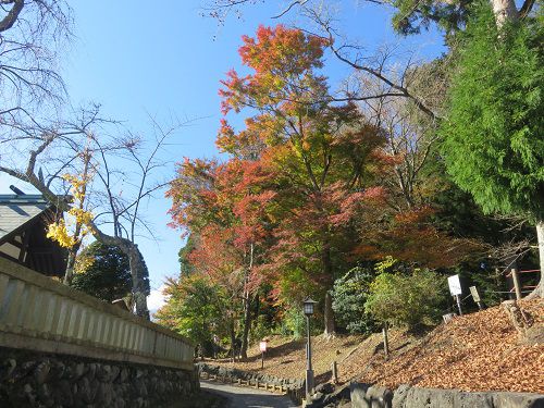 東口本宮 冨士浅間神社、紅葉【小山町】：紅葉と青空