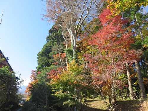 東口本宮 冨士浅間神社、紅葉【小山町】：紅葉と好天