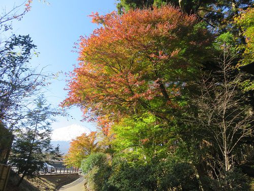 東口本宮 冨士浅間神社、紅葉【小山町】