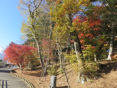 東口本宮 冨士浅間神社、紅葉【小山町】：紅葉の見ごろ