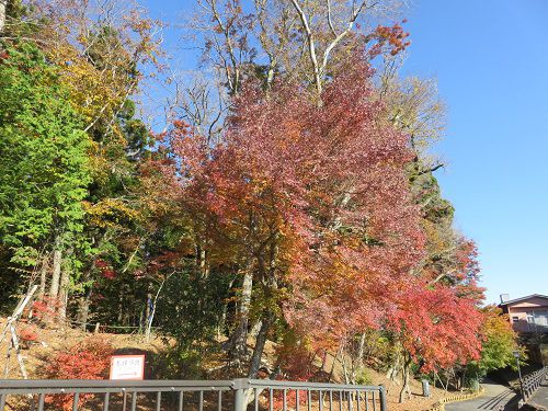 東口本宮 冨士浅間神社、紅葉【小山町】：見頃の紅葉と青空