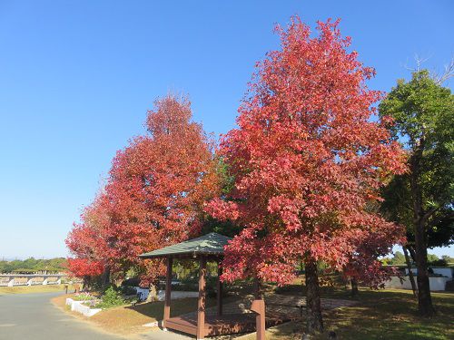 浜名湖ガーデンパーク、紅葉【浜松市】：東屋と紅葉