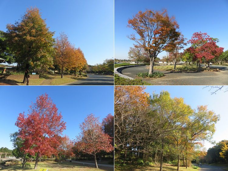 浜名湖ガーデンパーク、紅葉【浜松市】：見頃の紅葉景色（見頃終わり含む）