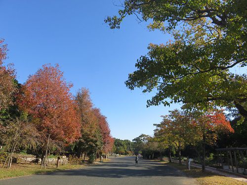 浜名湖ガーデンパーク、紅葉【浜松市】：園路と紅葉