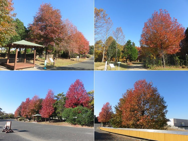 浜名湖ガーデンパーク、紅葉【浜松市】：見頃の紅葉