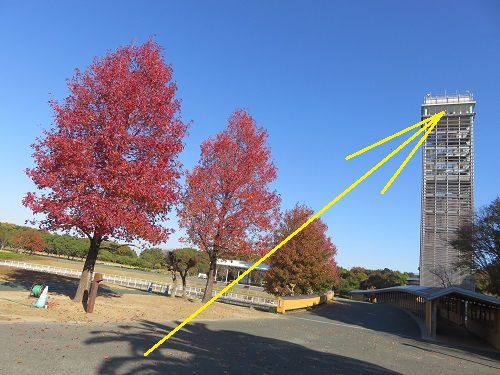 浜名湖ガーデンパーク、紅葉【浜松市】：紅葉と展望塔