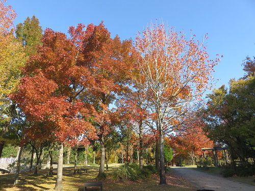 浜名湖ガーデンパーク、紅葉【浜松市】：見頃と下り坂の紅葉