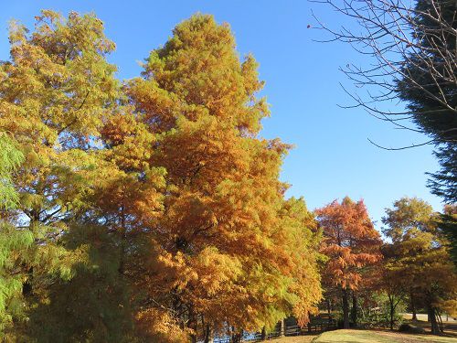 浜名湖ガーデンパーク、紅葉【浜松市】：見頃全開の紅葉