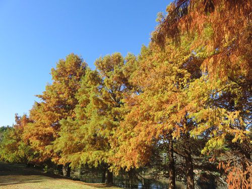 浜名湖ガーデンパーク、紅葉【浜松市】：素晴らしい紅葉景色