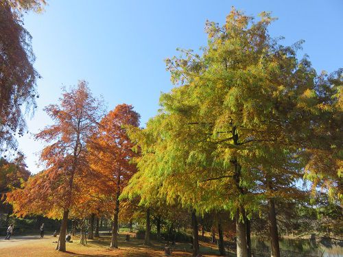 浜名湖ガーデンパーク、紅葉【浜松市】