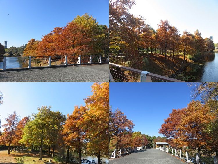 浜名湖ガーデンパーク、紅葉【浜松市】：見頃真っ只中の紅葉