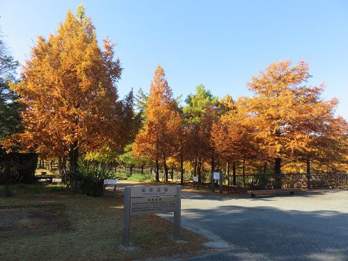 浜名湖ガーデンパーク、紅葉【浜松市】：国際庭園付近の紅葉