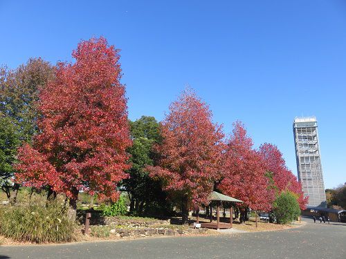 浜名湖ガーデンパーク、紅葉【浜松市】：見頃の紅葉光景