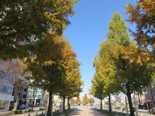 浜松アクト通り、紅葉【浜松市】：見頃を迎える紅葉