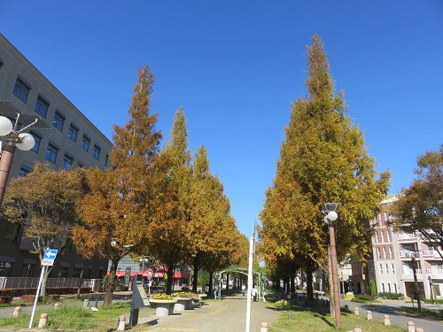 浜松アクト通り、紅葉【浜松市】：素晴らしい紅葉