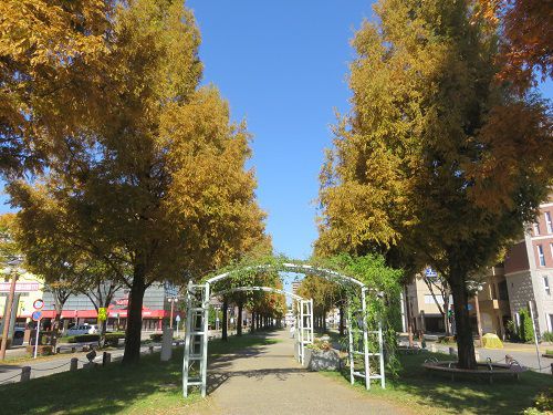 浜松アクト通り、紅葉【浜松市】：紅葉の彩り