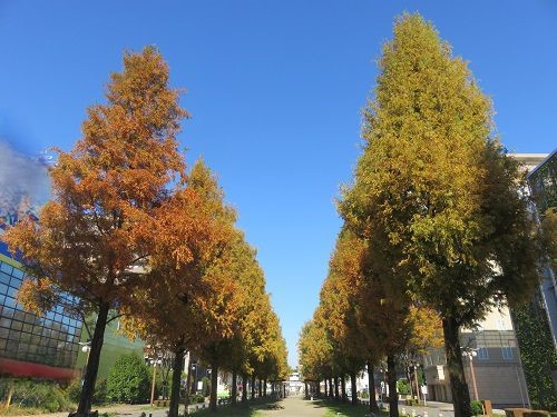 浜松アクト通り、紅葉【浜松市】：紅葉並木