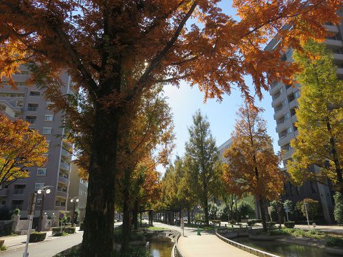 浜松アクト通り、紅葉【浜松市】：逆光の紅葉並木