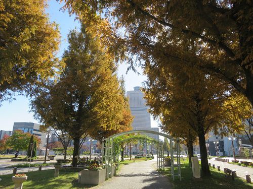 浜松アクト通り、紅葉【浜松市】：見頃の紅葉