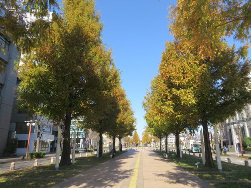 浜松アクト通り、紅葉【浜松市】