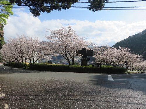 黄金崎公園付近、桜【西伊豆町】:満開の桜4