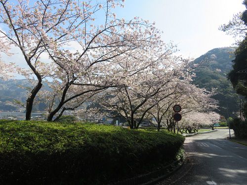 黄金崎公園付近、桜【西伊豆町】:満開の桜5
