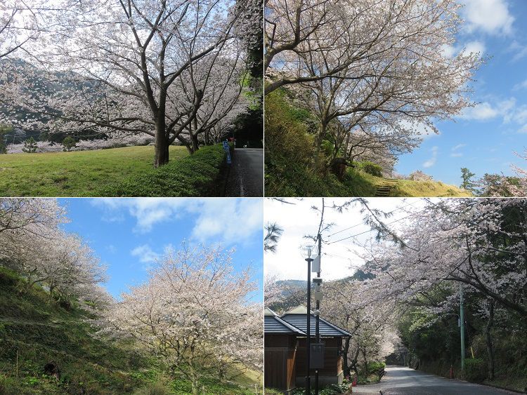 黄金崎公園付近、桜【西伊豆町】:満開の桜並木B