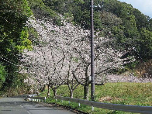 黄金崎公園付近、桜【西伊豆町】:満開の桜3