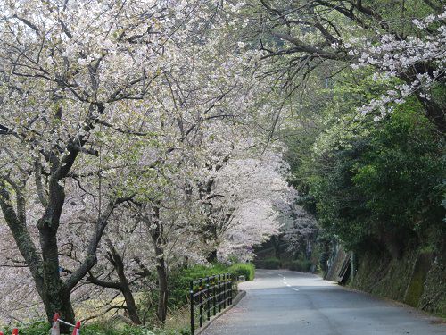 黄金崎公園付近、桜【西伊豆町】:満開の桜並木A