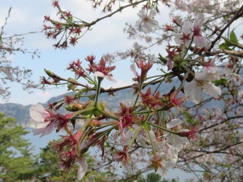 黄金崎公園付近、桜【西伊豆町】:満開の桜並木と好天2