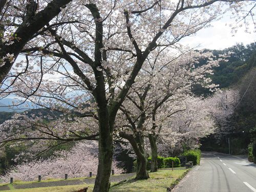 黄金崎公園付近、桜【西伊豆町】
