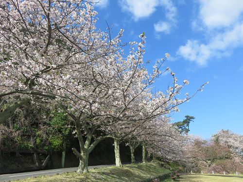 黄金崎公園付近、桜【西伊豆町】:満開の桜並木と好天
