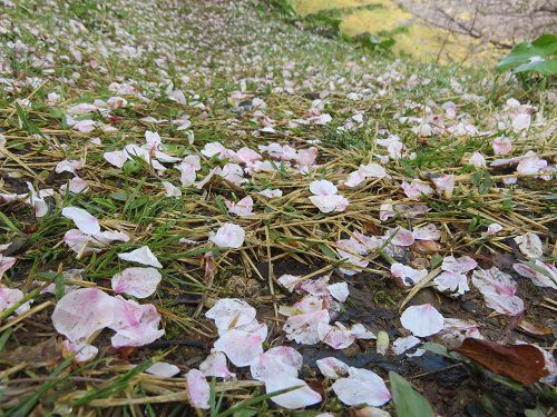 黄金崎公園付近、桜【西伊豆町】:見頃終わりの桜