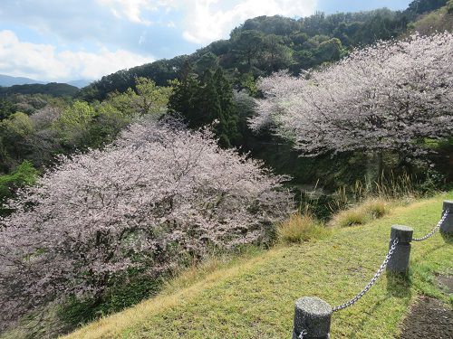 黄金崎公園付近、桜【西伊豆町】:満開の桜並木と好天4