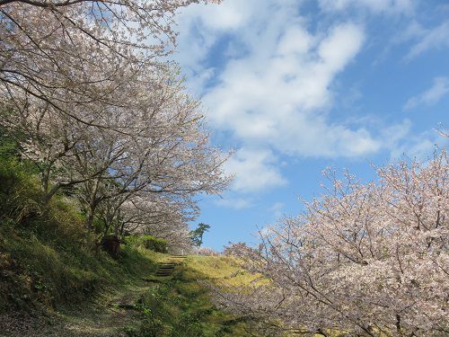 黄金崎公園付近、桜【西伊豆町】:満開の桜並木と好天3