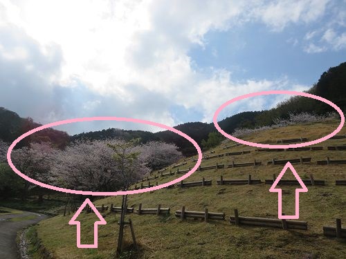 黄金崎公園付近、桜【西伊豆町】:満開の桜並木(全景)